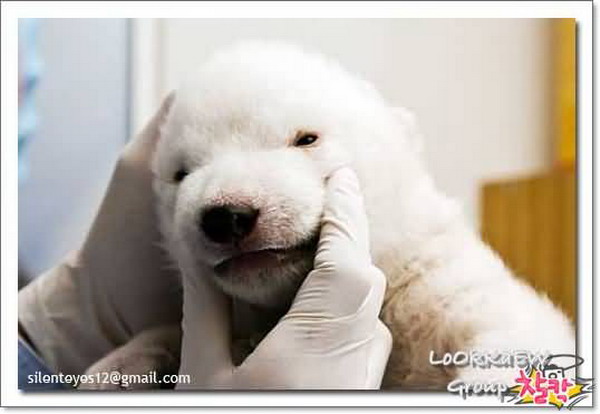 Cute Polar Bear / แม่น้ำใต้ทะเล ของจริงอยู่ที่เม็กซิโก