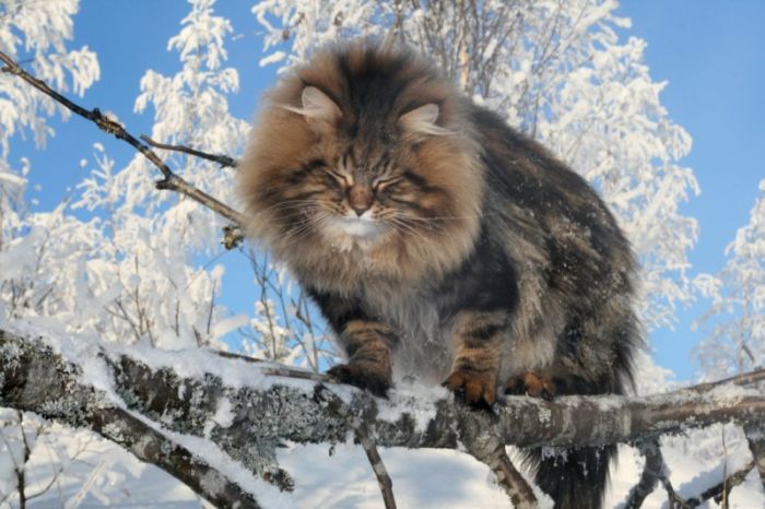 แมวไซบีเรียนท่ามกลางหิมะ.