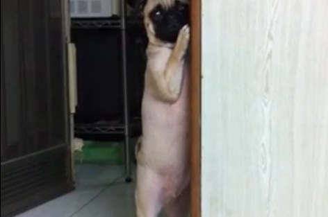 น่ารัก! หมาปั๊กสำนึกผิด ทำแบ๊วยืนสองขาเกาะประตู
