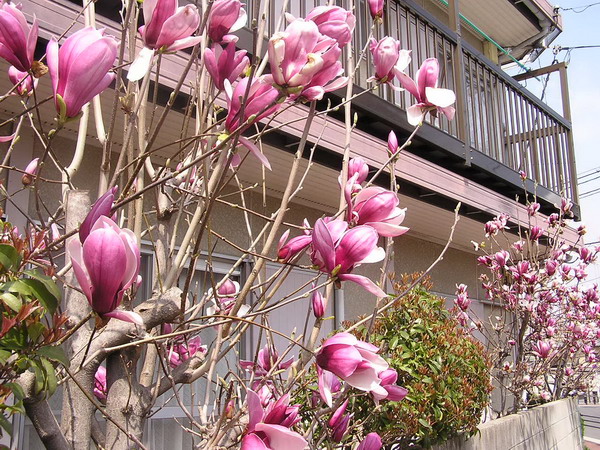 ดอกแม็กโนเลีย (Magnolia) - เป็นสัญลักษณ์ของเพศหญิง 