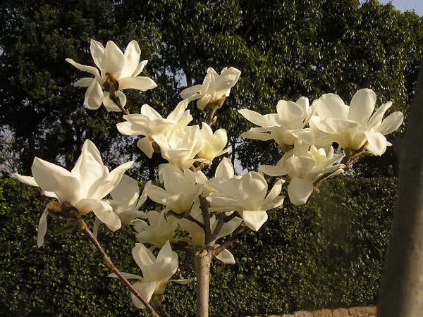 ดอกแม็กโนเลีย (Magnolia) - เป็นสัญลักษณ์ของเพศหญิง 