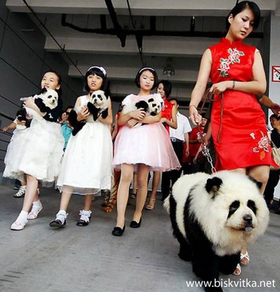 Embellished dogs in Japan