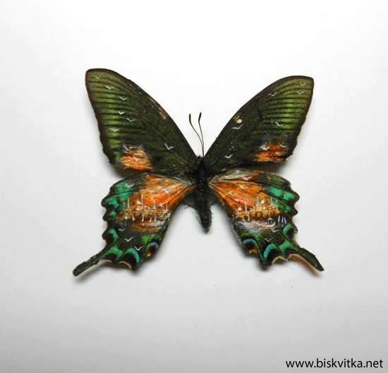 Paintings on the wings of butterflies