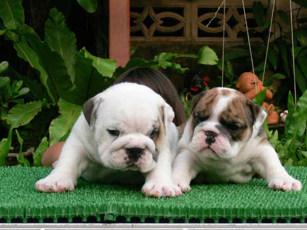bulldog puppies
