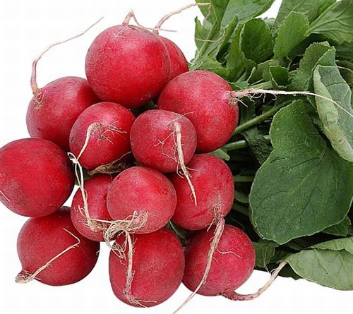 Radish