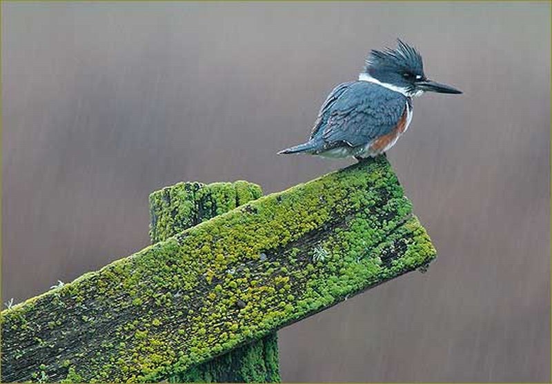 8 Kingfisher