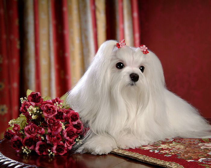 Maltese ...«•´`•.«-(¯`v´¯)«-- 3