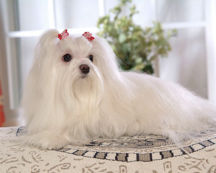 Maltese ...«•´`•.«-(¯`v´¯)«-- 3