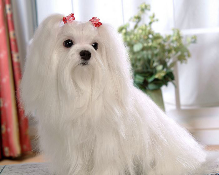 Maltese ...«•´`•.«-(¯`v´¯)«-- 3