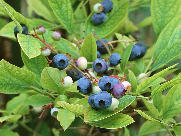 ไปเก็บ Blueberry ในสวนกันค่ะ ‧:﹎｡‧::‧ (^∇^) 