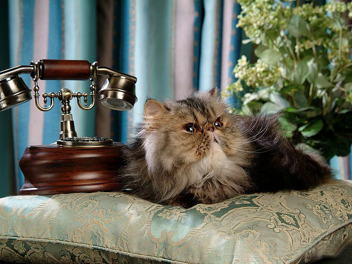 Persian Cat  ‧:﹎｡‧::‧ (^∇^) 2