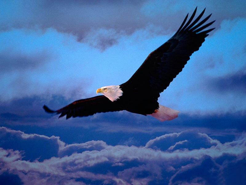 Eagle : King Of The Sky