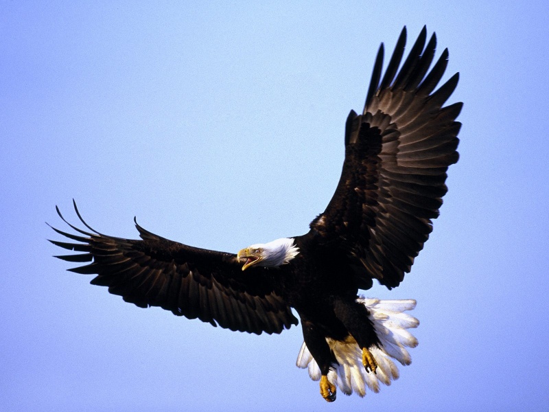 Eagle : King Of The Sky