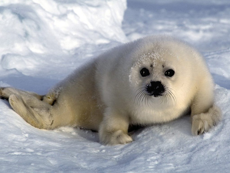 seal ●•.•°•.° (o^.^o) 