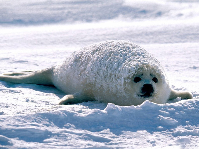 seal ●•.•°•.° (o^.^o) 