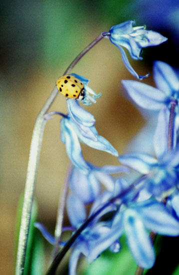 lady bug •°•.° ღ. 2