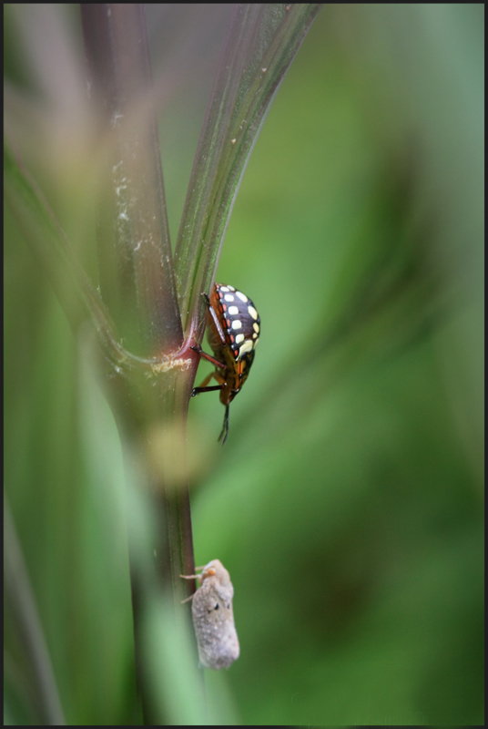 lady bug •°•.° ღ. 2