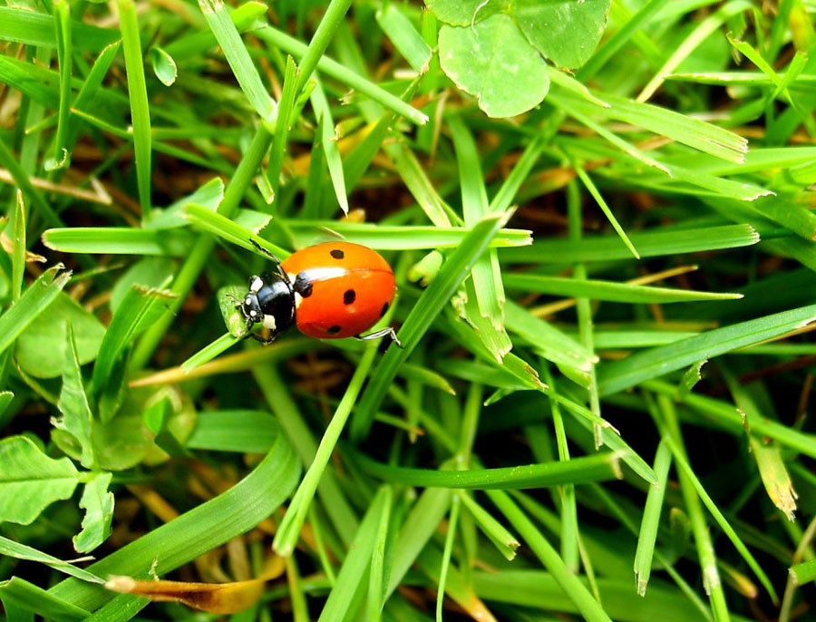 lady bug •°•.° ღ. 2