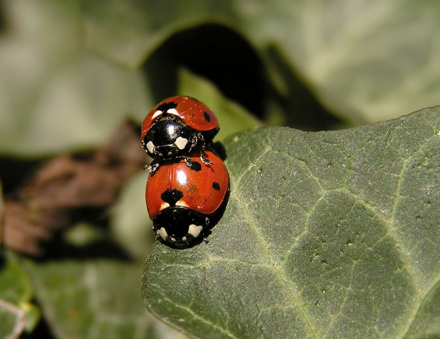 lady bug •°•.° ღ. 2