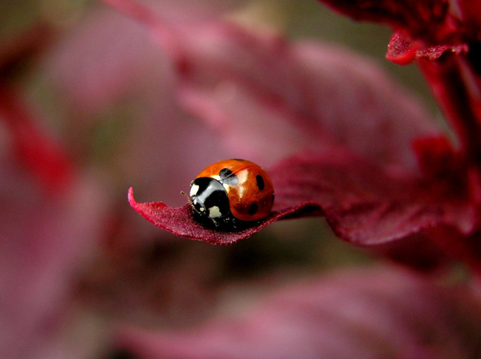 lady bug •°•.° ღ. 2