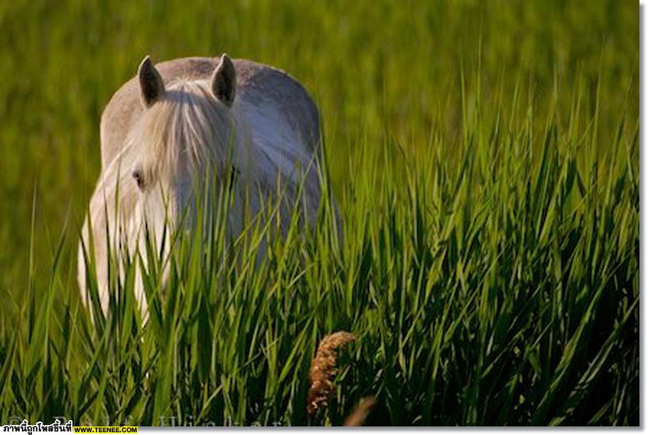 white Horse