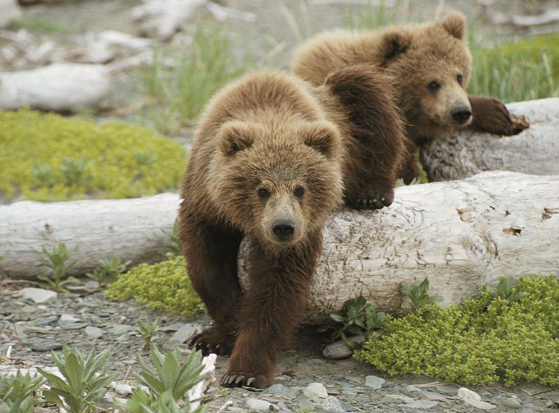 Brown Bear in Alaska