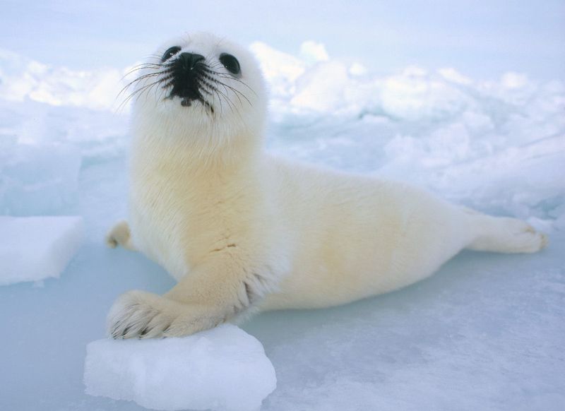 Harp Seal in Canada