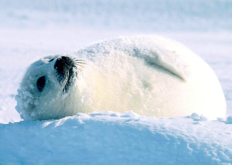 Harp Seal