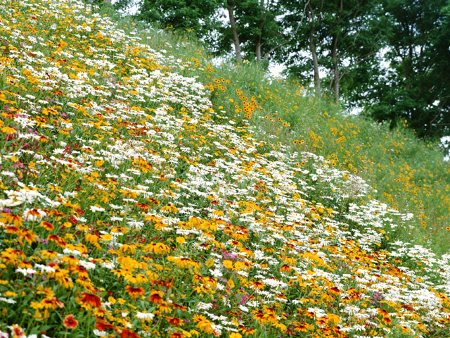 Wild Flowers .•°•.ღ 