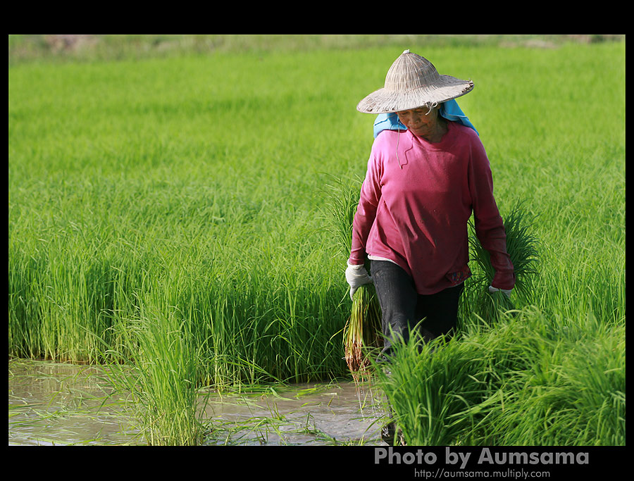 กระดูกสันหลังของชาติ 