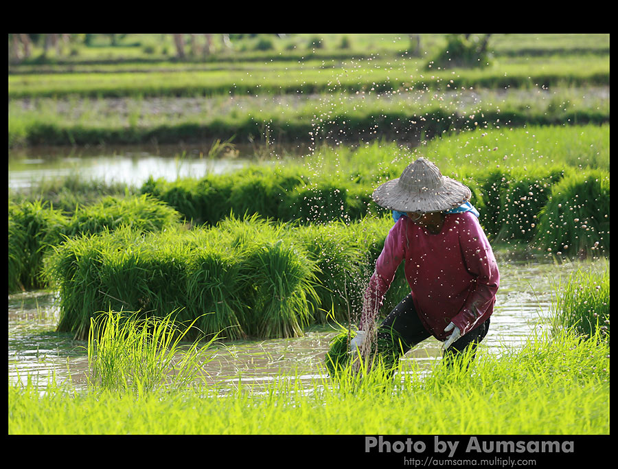 กระดูกสันหลังของชาติ 