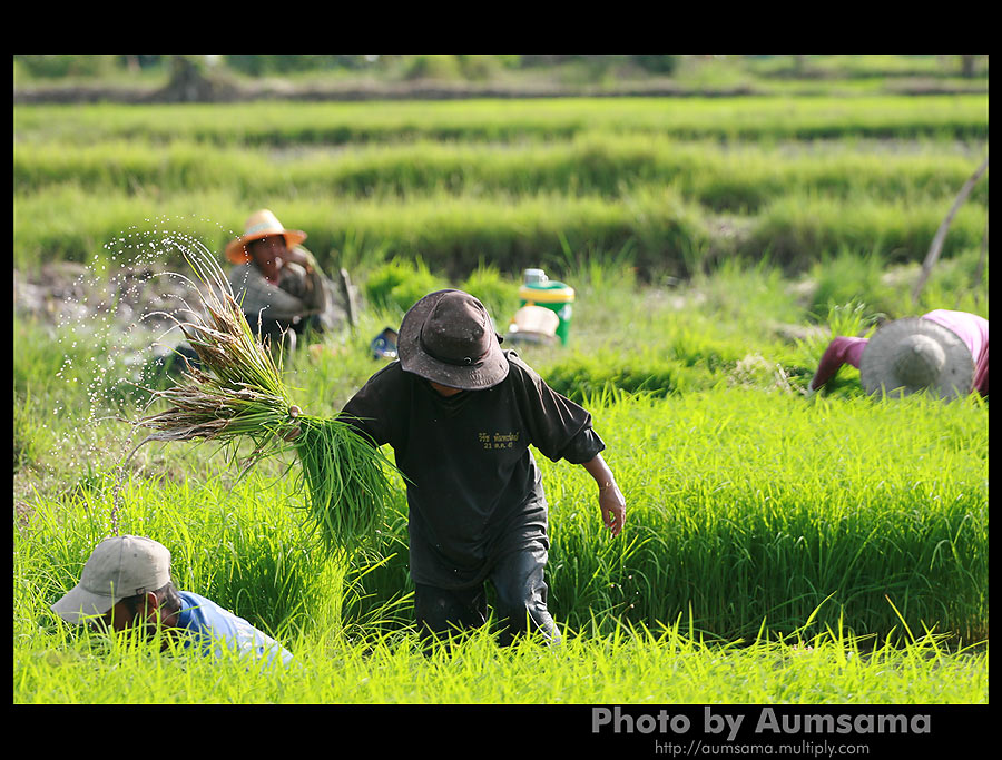 กระดูกสันหลังของชาติ 