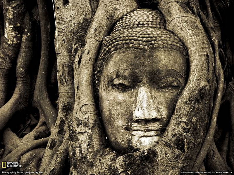 Buddha Head  -  Ayudhya