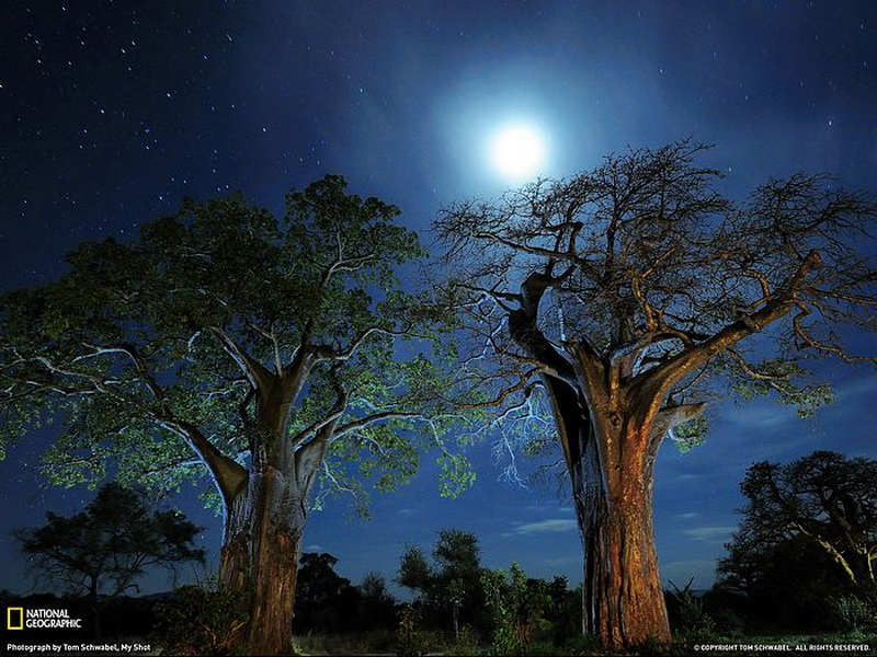 Trees - Tanzania