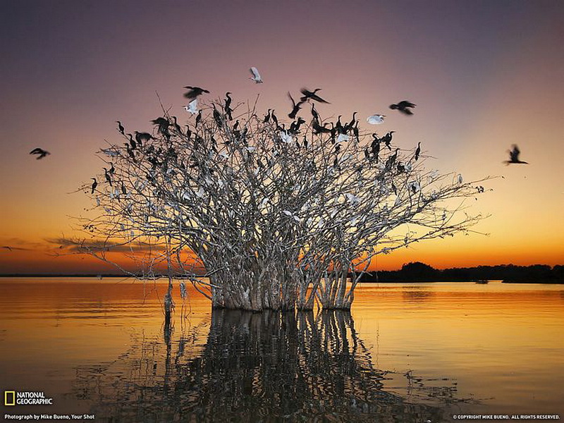 Pantanal - Birds - Brazil