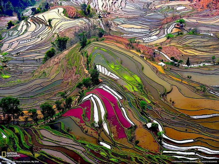 Terraced - Rice - Field - China