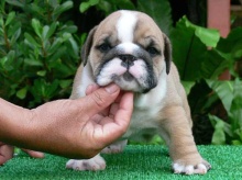 bulldog puppies