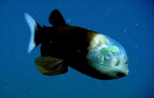 ปลาหัวใส ( barreleye fish ) 