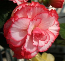 ดอกเบโกเนีย (Begonia) # 2