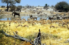 **Etosha National Park in Namibia** (1)