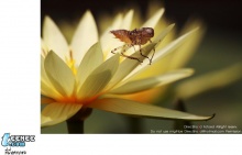 แมลงตัวน้อยตัวนิ แมลงมีฤทธิ์ น่าดู ฮู้ ฮู ๆๆๆ ภาพสวยสวยจากcm108.com