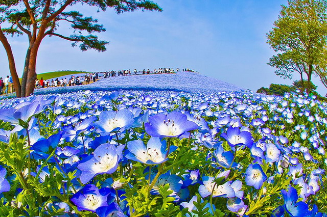 10 ภาพดอกไม้สีฟ้า 4.5 ล้านดอกบนทุ่งหญ้าที่ญี่ปุ่น