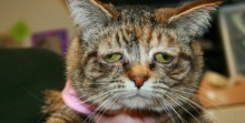 ทัคเกอร์ แมวพเนจรไร้บ้าน ที่หน้าเศร้าหมองที่สุดในโลก