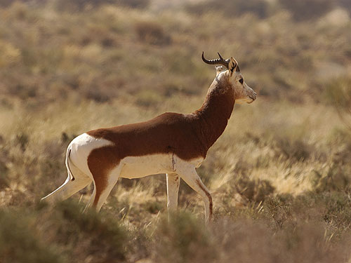 5. ชื่อสามัญ Dama Gazelle /  กาเซลล์ดามา 