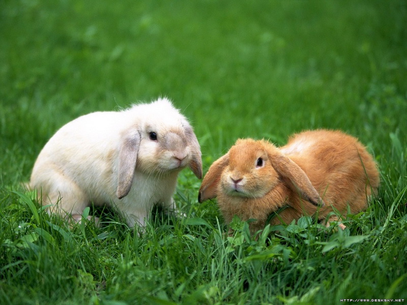 Lovely Rabbit