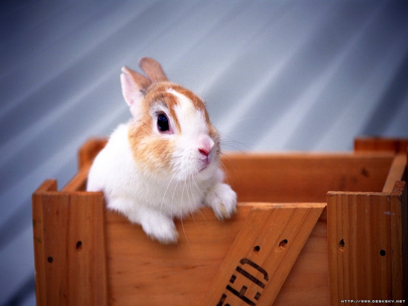 Lovely Rabbit
