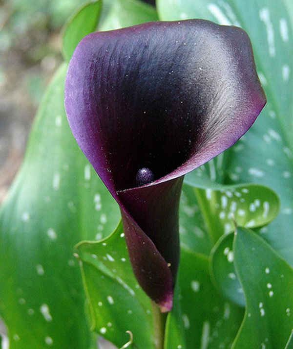 ดอกลิลลี่ปากแตร (Calla Lily)