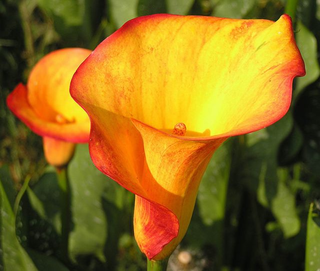 ดอกลิลลี่ปากแตร (Calla Lily)