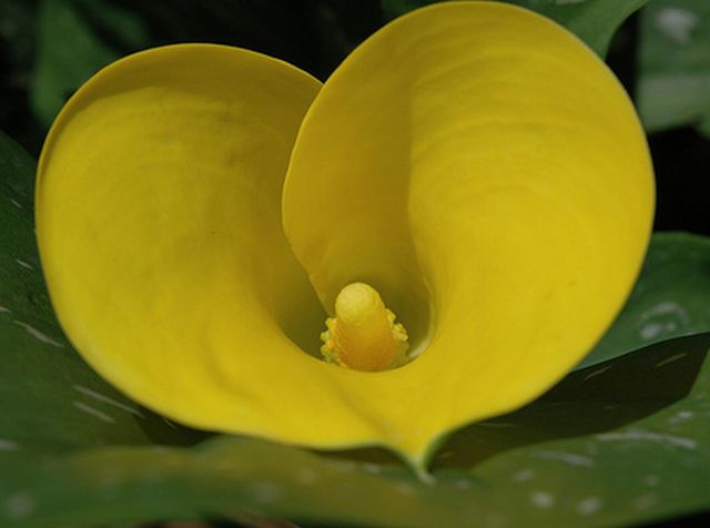 ดอกลิลลี่ปากแตร (Calla Lily)