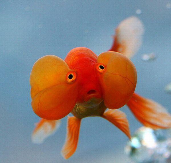 Bubble eye goldfish